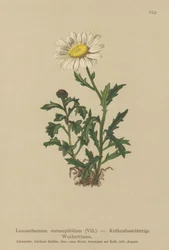 Marguerite (Leucanthemum coronopifolium, Chrysanthemum coronopifolium, Chrysanthemum alpestre)